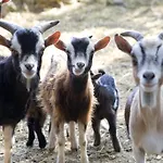 Farmház Scalelle